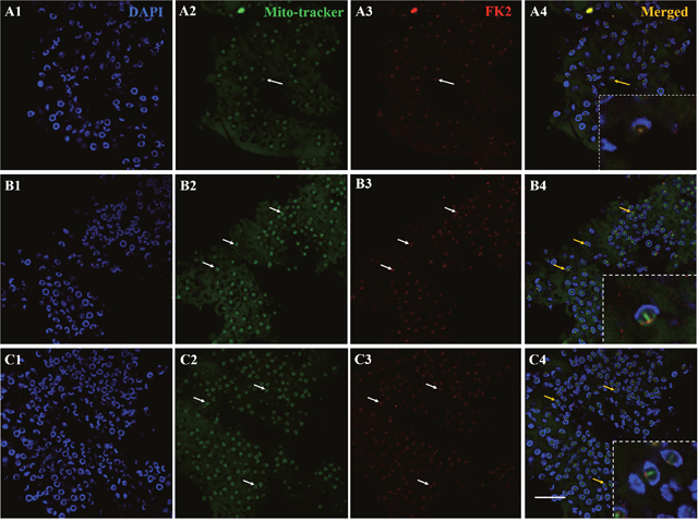 Co-localization of mitochondria and FK2 expression during spermiogenesis of E. sinensis.