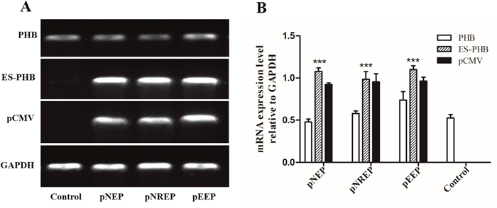 Determination of es-phb overexpression in MLTC1 cells.