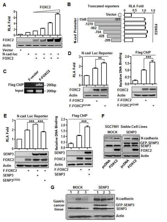 SENP3 upregulates&nbsp;the transcription of N-cadherin through de-SUMOlyation of FOXC2.