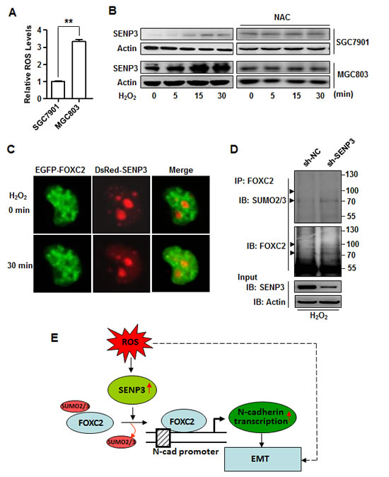 SENP3 mediates ROS-induced FOXC2 de-SUMOylation.