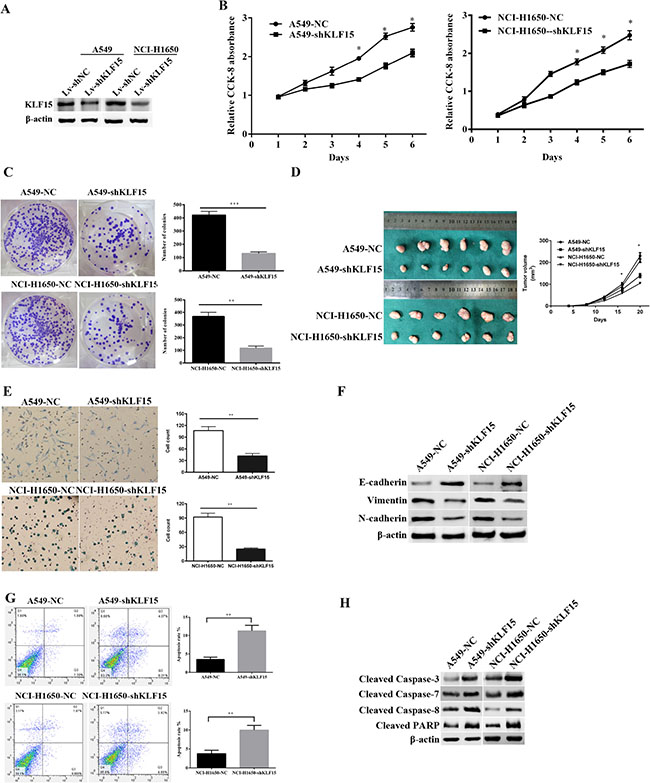 The effect of KLF15inLADC on cell proliferation, tumor growth, apoptosis and the expression of EMT related proteins.