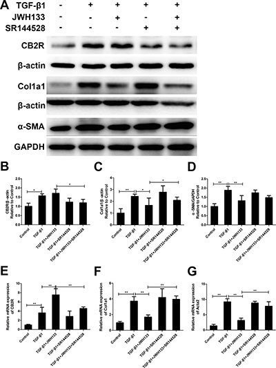 CB2R agonist JWH133 inhibited TGF-&#x03B2;1 induced mice lung fibroblasts collagen I and &#x03B1;-SMA expression.