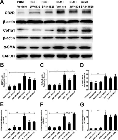 CB2R agonist JWH133 prevents bleomycin-induced collagen I expression in mice lung tissue.