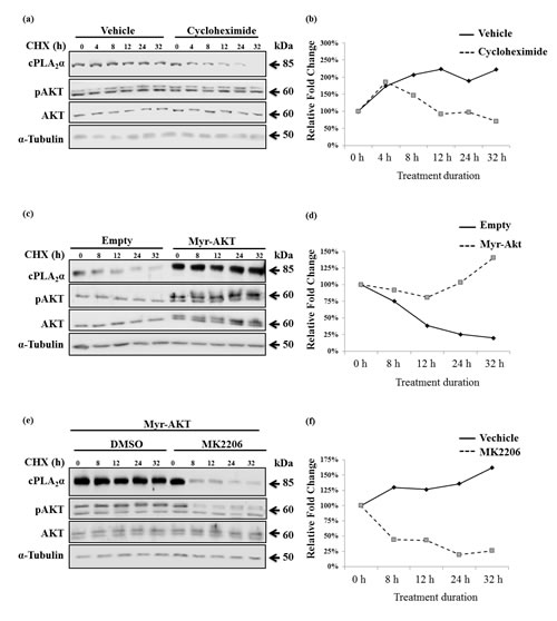 pAKT protects cPLA