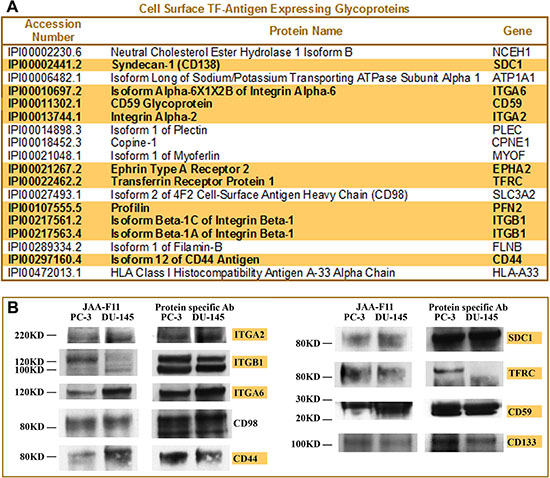 Identification of cell surface glycoproteins expressing TF-Ag in prostate cancer.