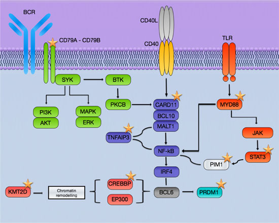 Schematic representation of the pathways affected in PB-DLBCL by mutations.