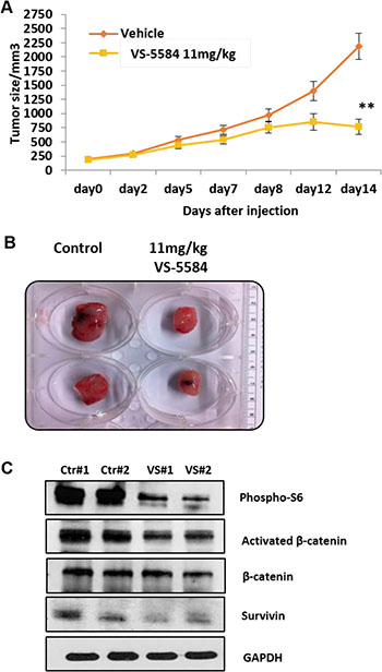 Oral administration of VS-5584 in a MM xenograft mouse is able to significantly inhibit tumor cell growth.