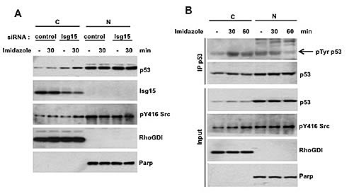 (A) Isg15 knockdown by siRNA enhances Src activity-mediated p53 stabilization.