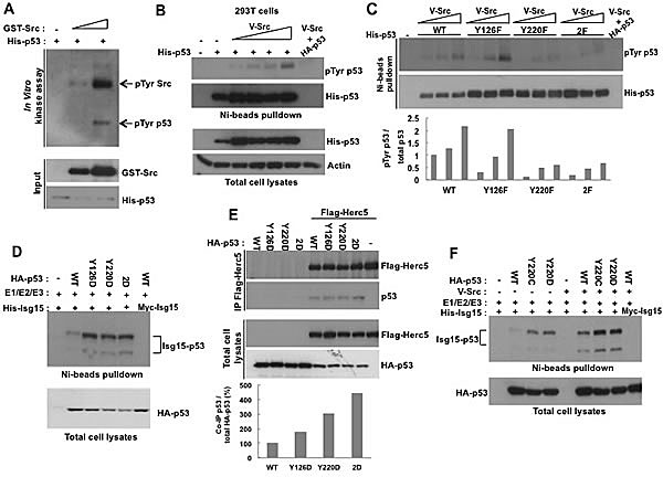 The phosphorylation of p53 on Tyr126 and Tyr220 promotes ISGylation.