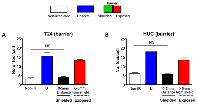 Bystander DNA damage foci are prevented by a physical barrier.