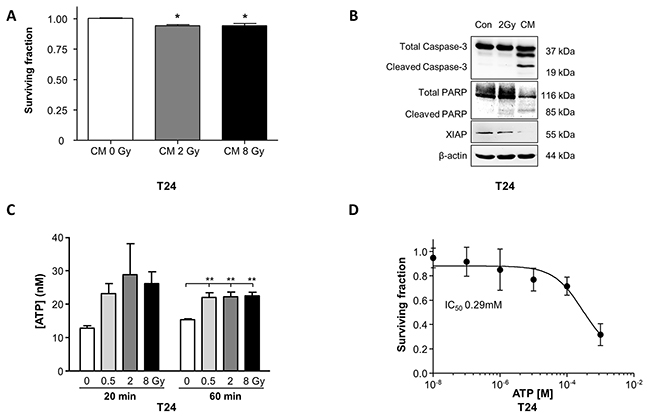 Radiation-induced bystander effects diminish cell survival of T24 cells.