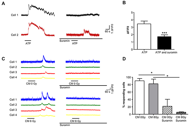Purinergic receptor mediated bystander effects evoke Ca2+-transients in T24 cells.