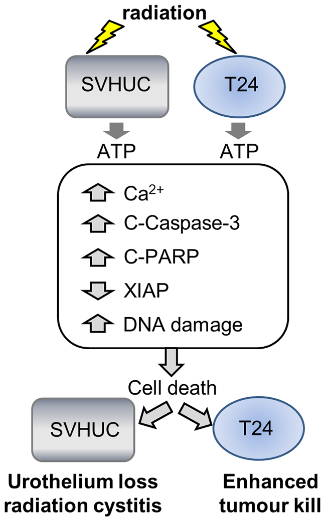 Summary schematic.