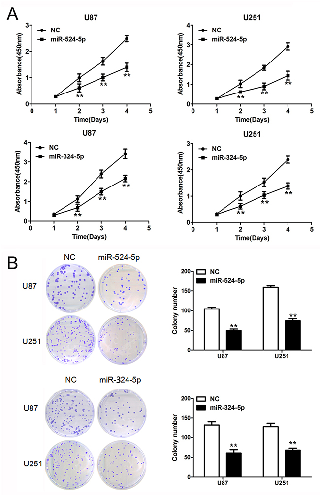 Overexpression of miR-524-5p or miR-324-5p inhibits tumor growth in vitro.