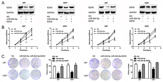 EZH2 is crucial for miR-524-5p and miR-324-5p signaling in glioma.
