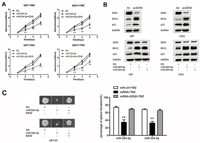 MiR-524-5p and miR-324-5p increases TMZ chemosensitivity in glioma.