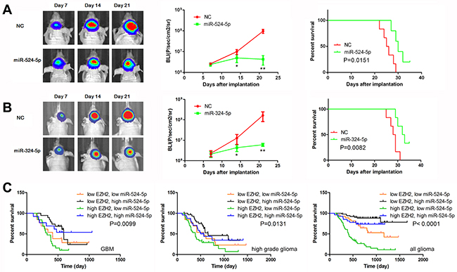 MiR-524-5p suppresses tumor growth in an intracranial xenograft model.