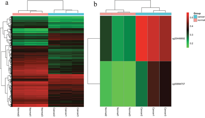 The hierarchical cluster maps of differentially methylated CpG sites in our study cohort.