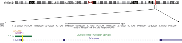 The tested fragment of CLDN11 promoter region.