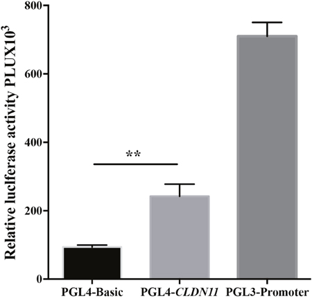 Luciferase activity analysis of fragment of CLDN11 promoter region.