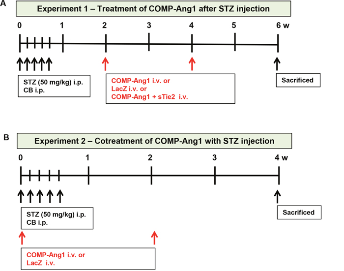 Schematic diagram of experiments 1 and 2.