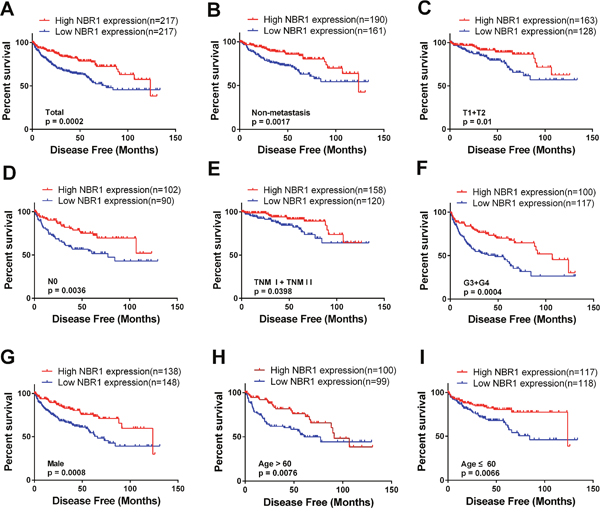 Low level of NBR1 mRNA predicts poor disease-free survival rate in ccRCC patients.