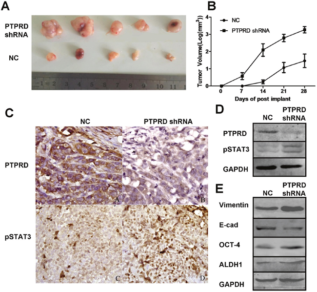 PTPRD knockdown promotes breast cancer cell xenograft formation and growth in nude mice.