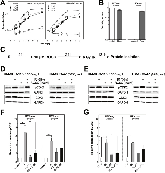 Roscovitine affects proliferation as well as CDK1, CDK2 phosphorylation in HPV neg. and pos. HNSCC cell lines.