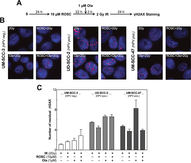 Roscovitine and olaparib affect DSB repair differently in HPV neg. and pos. cell lines.