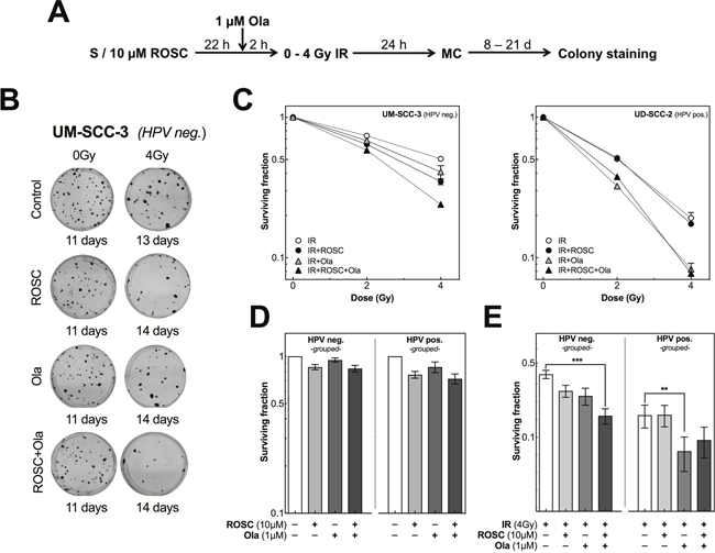 Roscovitine and olaparib affects radiosensitivity differently in HPV neg. and pos. cell lines.