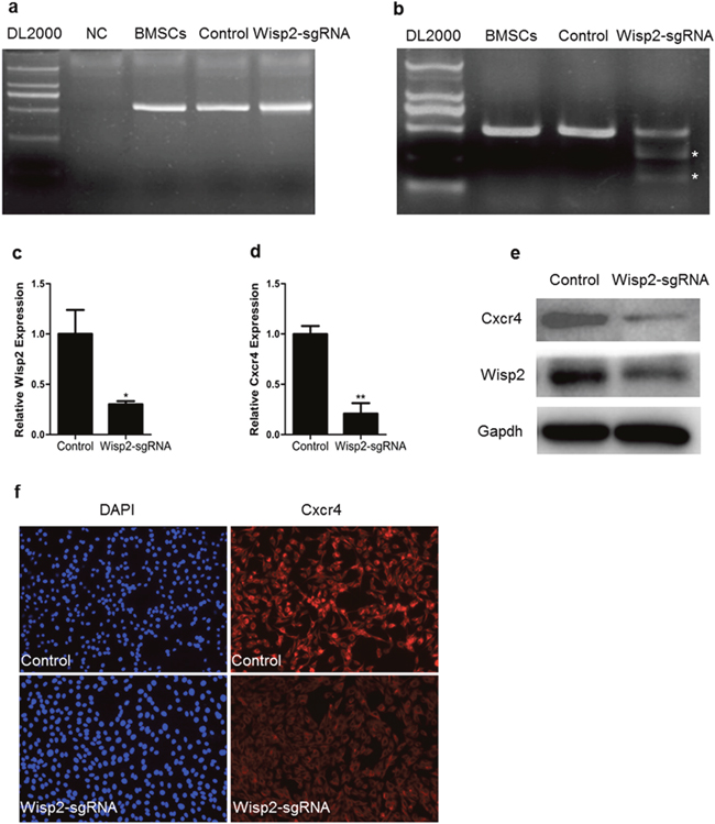 Down-regulation of Cxcr4 in Wisp2 genetically modified cells.