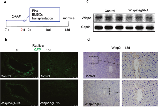 Wisp2 was disrupted in rat livers after 2-AAF/PH.