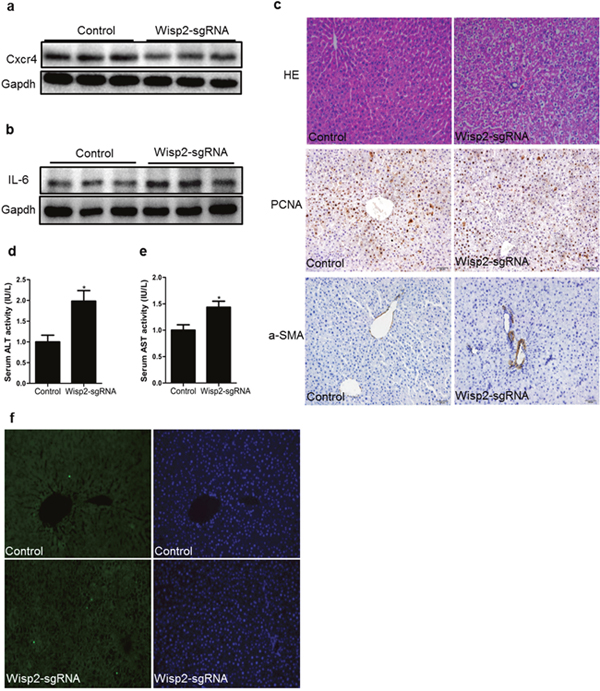 Cxcr4 was decreased and repair capability was reduced in lentiviral Wisp2 disrupted BMSC transplantation rats.