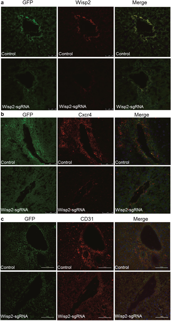 Wisp2 was required for BMSC migration and differentiation to endothelial cells.
