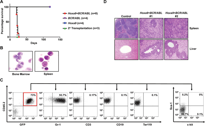 Hoxa9 cooperates with BCR/ABL to induce development of CML myeloid blast crisis.