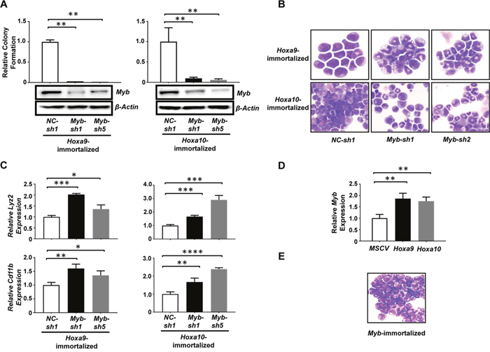 Myb is a critical mediator of Hoxa9/Hoxa10-induced self-renewal of myeloid progenitors.