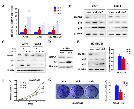 HMGB1 depletion was associated with p21 upregulation in a p53 independent manner.