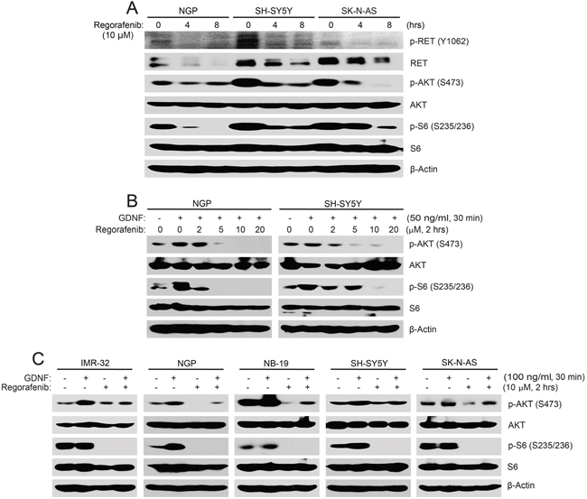 Regorafenib abrogates RET-mediated PI3K/AKT/mTOR signaling in NB cells.