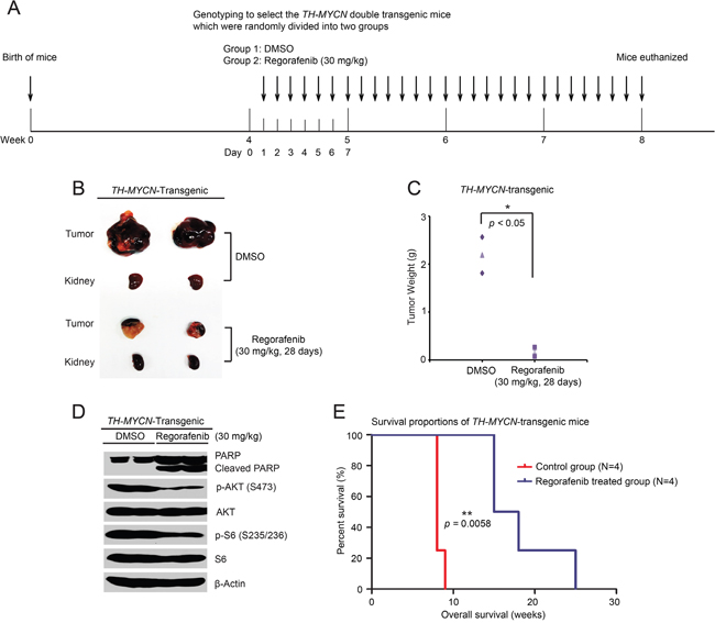 Regorafenib prevents tumor development and improves overall survival rate in the TH-MYCN transgenic NB mouse model.