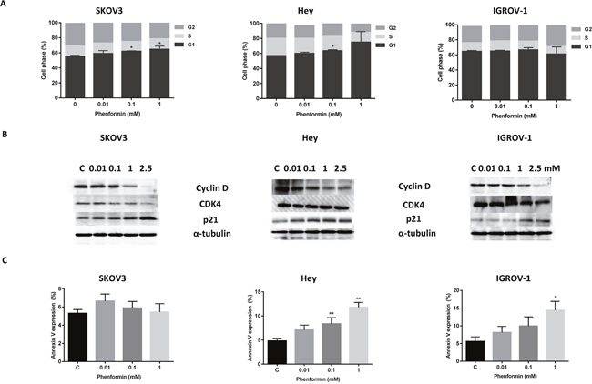Effect phenformin on cell cycle progression and apoptosis in the OC cells.
