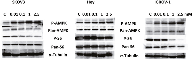 Phenformin activated AMPK and inhibited downstream targets of the mTOR pathway in the OC cells.
