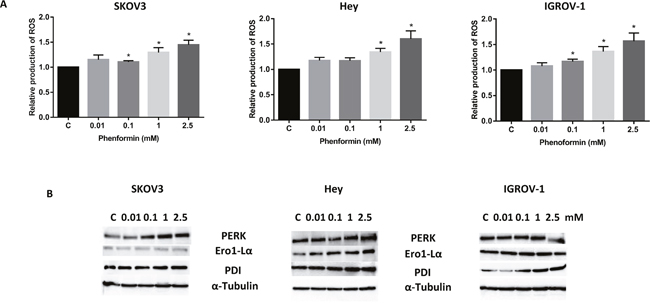Phenformin induced cellular stress in ovarian cancer cells.