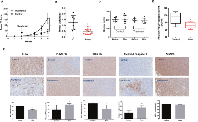 Phenformin reduced tumor growth of orthotropic xenografts of serous OC.