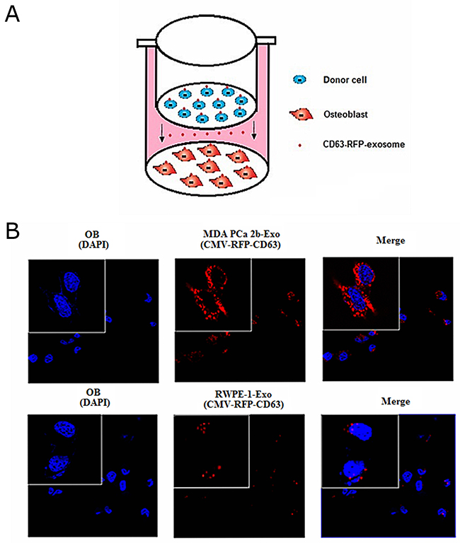 Transfer of MDA PCa 2b cells -derived exosomal miR-141-3p to osteoblasts.