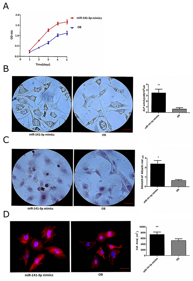 miR-141-3p promotes osteoblast activity.