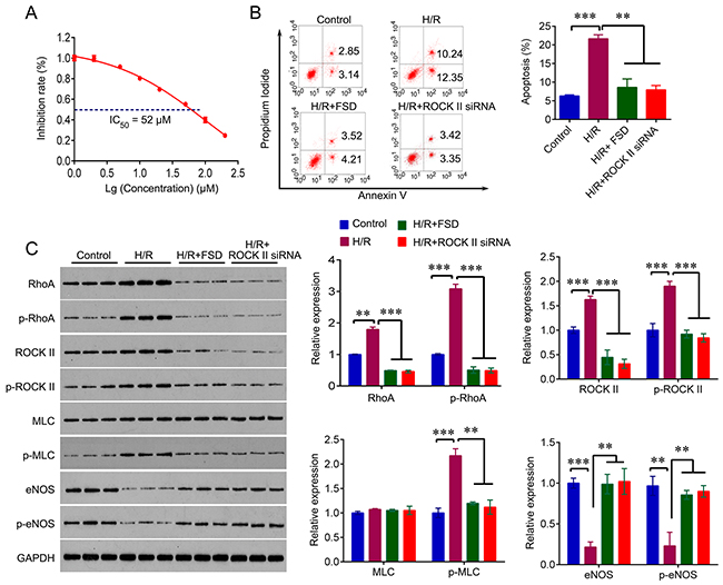 Fasudil protects HUVEC cells from H/R-induced apoptosis.