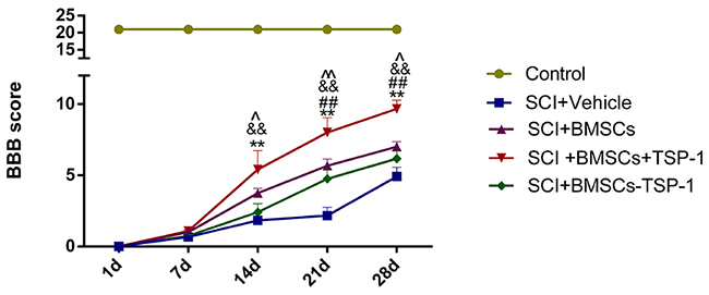 The Basso Beattie Bresnahan (BBB) scores at days 1, 7, 14, 21 and 28 after stem cells transplantation in all groups.