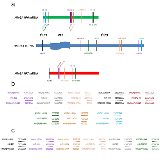 HMGA1P6 and HMGA1P7 show the same seed sequences of HMGA1-targeting miRNAs.