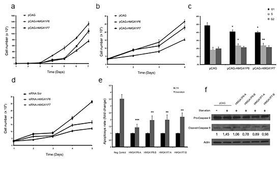HMGA1P6 and HMGA1P7 expression increases cell proliferation and reduces apoptosis.