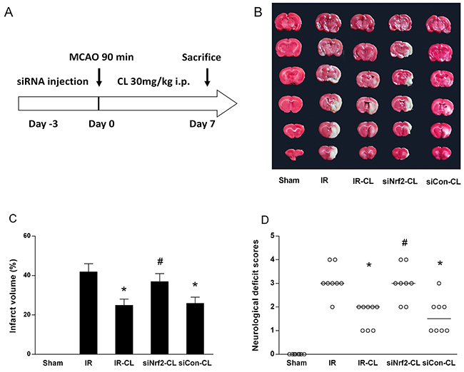 CL reduce brain injury and improves neurological outcome.